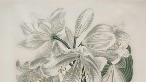 Elegant White Botanical Lily Illustration Desktop Wallpaper