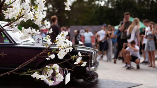 Vintage JDM Car Display with Cherry Blossoms Desktop Wallpaper