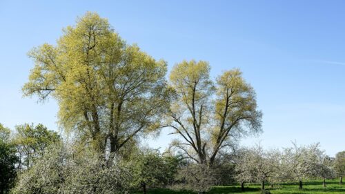 Spring Orchard with Blossoming Trees and Towering Poplars 4K Desktop Wallpaper