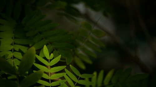 Sunlit Green Leaves Macro Nature Photography 4K Desktop Wallpaper