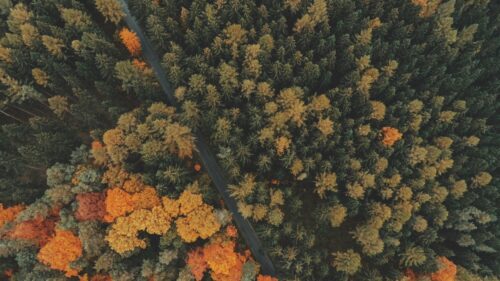 Aerial Autumn Forest Road View High Resolution 4K Wallpaper