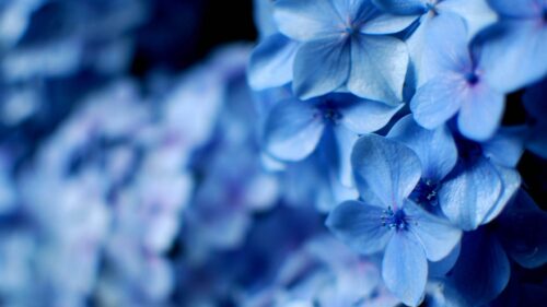 Stunning Macro Blue Hydrangea Petals Desktop Wallpaper