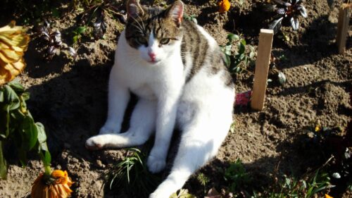 Cute Tabby and White Cat Sitting in the Garden Desktop Wallpaper