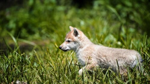 Adorable Grey Wolf Pup Walking in Lush Green Grass Desktop Wallpaper