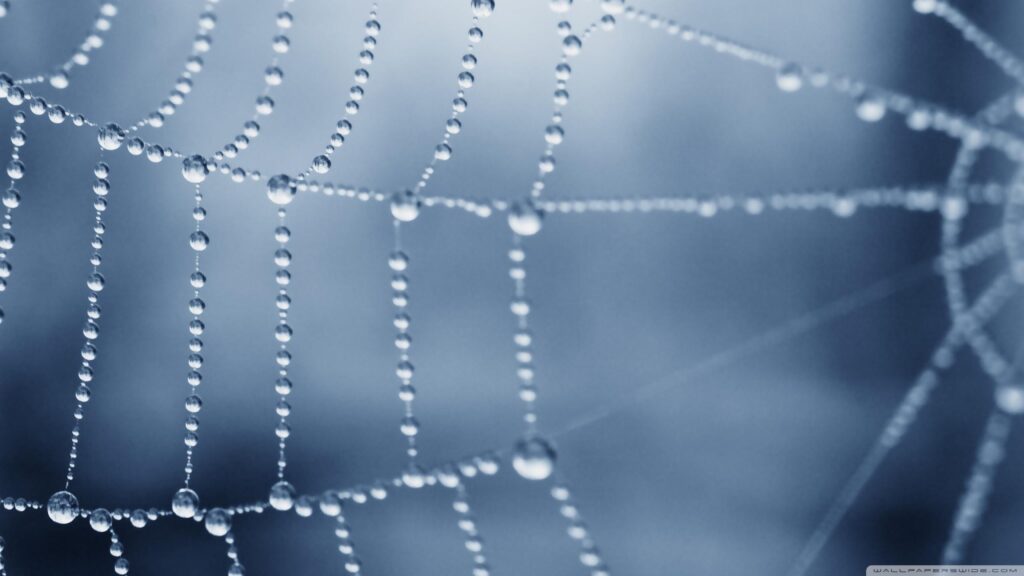 Macro Photography of Morning Dew on Spider Web PC Wallpaper