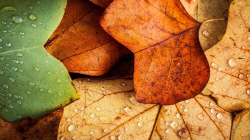 Macro Autumn Leaves with Raindrops Fall Season Desktop Wallpaper