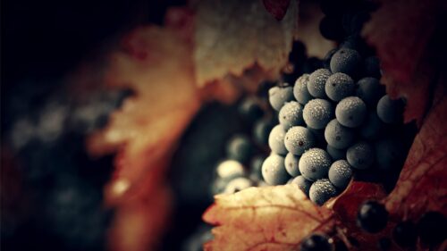 Macro Photography of Dewy Dark Grapes and Autumn Leaves 4K Wallpaper