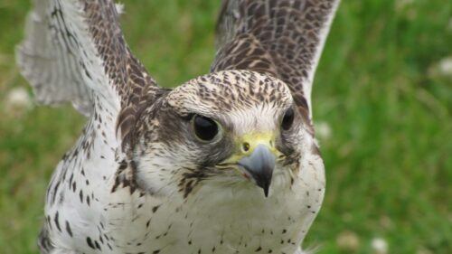 Majestic Peregrine Falcon Portrait Close Up Nature Desktop Wallpaper
