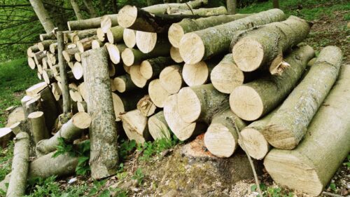 Rustic Stacked Wood Logs in Forest Nature PC Wallpaper