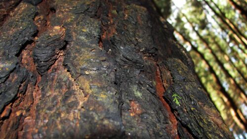 Detailed Macro Redwood Tree Bark Texture 4K PC Wallpaper