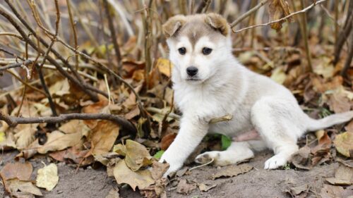 Adorable Husky Puppy Sitting in Autumn Leaves Desktop Wallpaper
