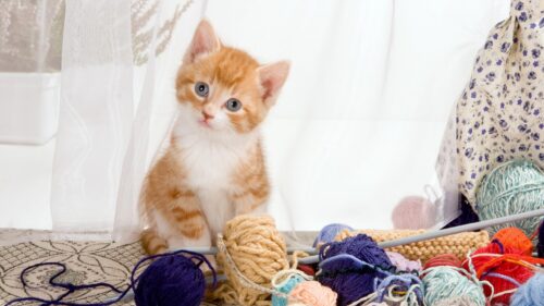 Cute Orange Tabby Kitten Playing with Yarn Balls Desktop Wallpaper
