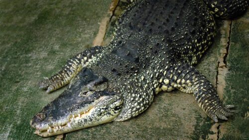 Close-up of a Dangerous Saltwater Crocodile Resting on Concrete 4K Wallpaper