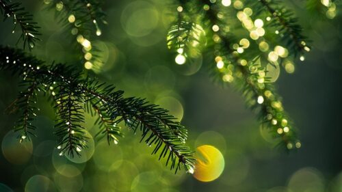 Dewy Pine Tree Branches with Golden Bokeh Light Effect PC Wallpaper