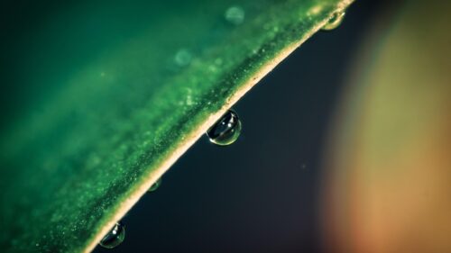 Macro Photography of Dew Drops on Green Leaf Desktop Wallpaper