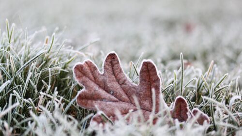 Macro Frost Covered Fallen Oak Leaf on Frozen Grass PC Wallpaper