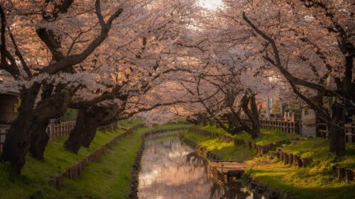 Stunning Cherry Blossom Canal at Golden Hour Desktop Wallpaper
