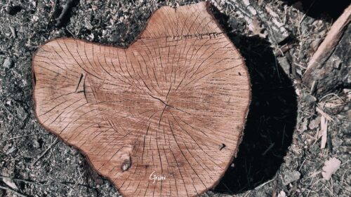 Natural Wood Log Cross Section Pattern Desktop Wallpaper