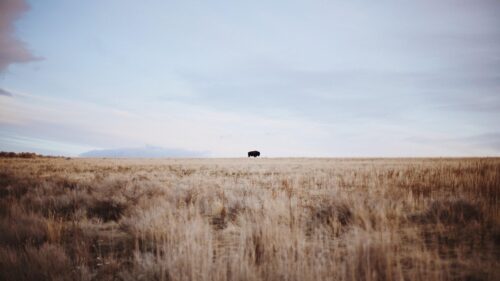 Lonely American Bison in the Vast Prairie Grassland Desktop Wallpaper