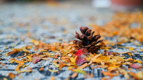 Beautiful Autumn Pine Cone on Textured Fabric Desktop Wallpaper