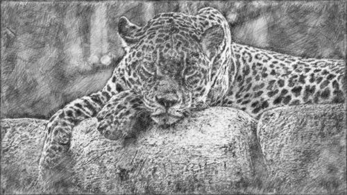 Artistic Pencil Sketch of a Sleeping Leopard Desktop Wallpaper