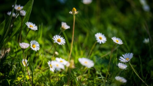 Beautiful White Daisy Flowers in Lush Green Meadow Desktop Wallpaper