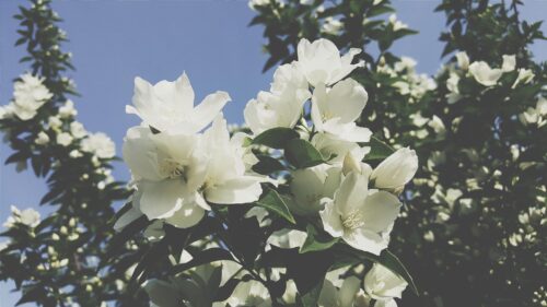 Beautiful White Jasmine Flowers Under Bright Blue Sky PC Wallpaper