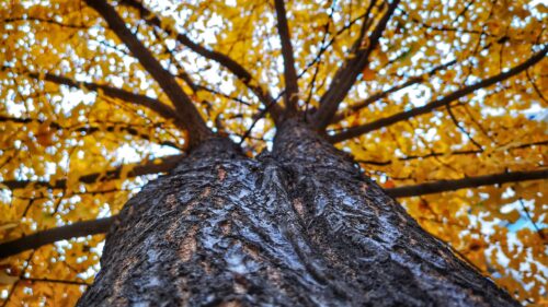 Low Angle View of Autumn Ginkgo Tree with Golden Leaves 4K Wallpaper