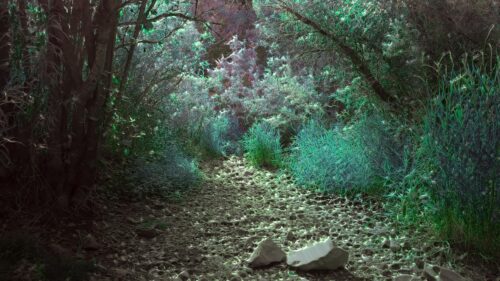 Mystical Enchanted Forest Path with Glowing Flora 4K PC Wallpaper