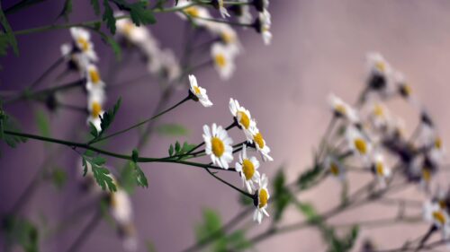Beautiful White Chamomile Flowers Aesthetic Nature PC Wallpaper