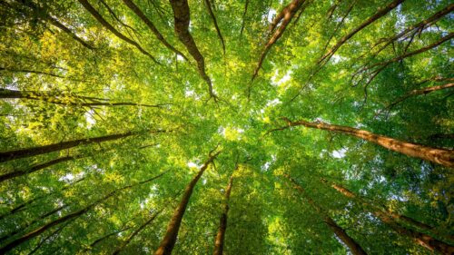 Breathtaking Low Angle Forest Canopy Sunlight 4K Wallpaper