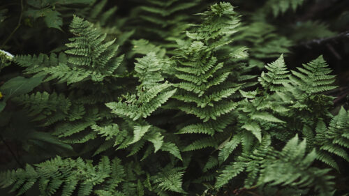 Lush Green Fern Leaves in Deep Forest Shade Desktop Wallpaper