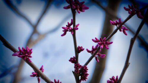 Stunning Macro Redbud Tree Blossoms Spring Desktop Wallpaper