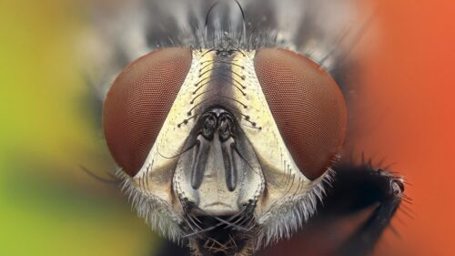 Macro Photography of a Housefly Face Extreme Detail 4K Wallpaper
