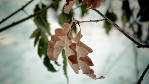 Autumn Oak Leaves Close Up Macro Photography PC Wallpaper
