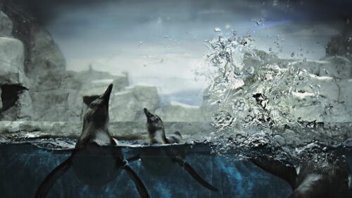 Playful Penguins Swimming in Chilly Waters 4K PC Wallpaper
