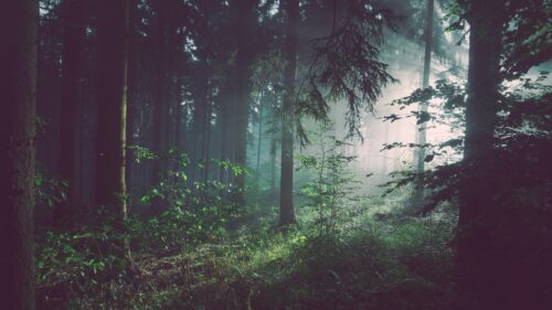 Ethereal Sunbeams in a Dark Misty Forest Desktop Wallpaper