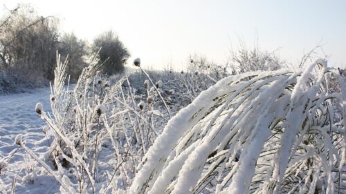 Stunning Snowy Winter Nature Scenery with Frosted Plants 4K Wallpaper