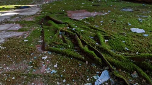 Abandoned Decay Mossy Fabric Floor PC Wallpaper
