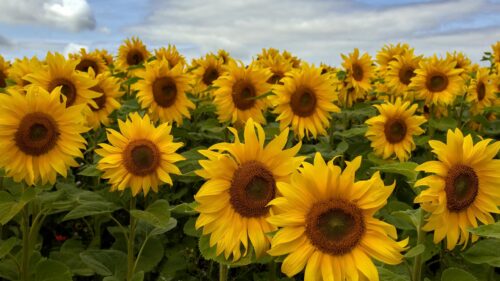 Stunning Sunflower Field Under Blue Sky Desktop Wallpaper