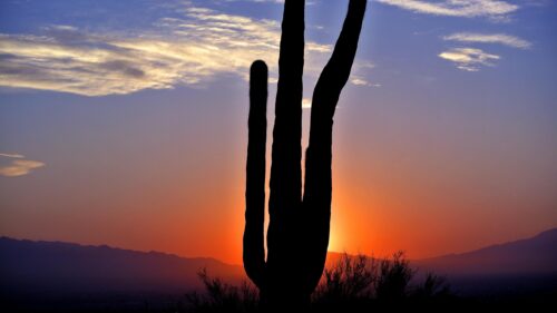 Stunning Saguaro Cactus Silhouette at Sunset PC Wallpaper