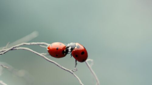 Two Vibrant Ladybugs on a Thin Branch Macro 4K Wallpaper
