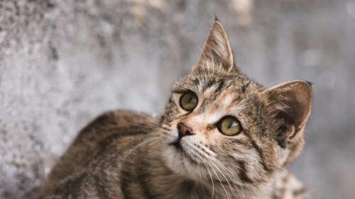 Beautiful Tabby Cat Looking Up Portrait 4K Desktop Wallpaper