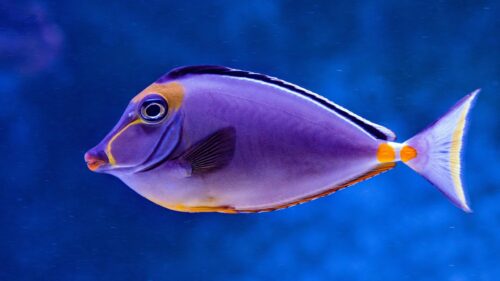 Stunning Tropical Purple Surgeonfish Underwater PC Wallpaper