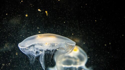 Glowing Moon Jellyfish Underwater 4K Desktop Wallpaper