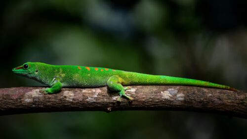Vibrant Green Day Gecko on Branch 4K Desktop Wallpaper