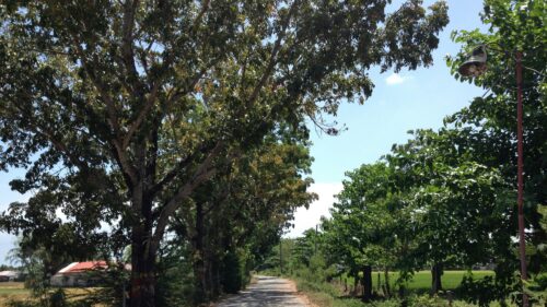 Sunlit Countryside Road Beneath Lush Green Trees PC Wallpaper