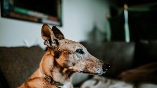 Elegant Greyhound Portrait Close-up High Resolution PC Wallpaper