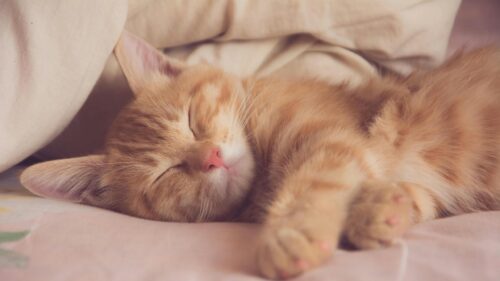 Cute Sleeping Ginger Kitten Resting on Soft Bedding 4K Desktop Wallpaper