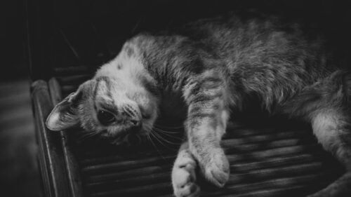 A Cute Tabby Cat Resting on a Wooden Bench 4K Desktop Wallpaper
